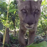 El momento en el que liberan a un puma que estuvo 20 años encadenado en un circo