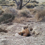 Un tejón entierra una vaca por completo [ING]