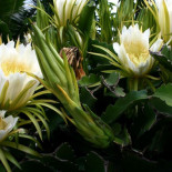 El arte del camuflaje