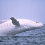 40 Impresionantes fotos de animales albinos. [eng]