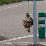 Cuelgan cabezas de lobos decapitados en Salas (Asturias)
