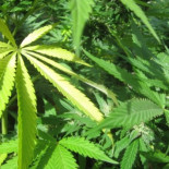 Descubren por qué la marihuana despierta el apetito