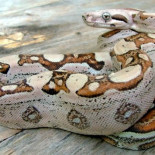 El primer 'nacimiento virgen' de una boa