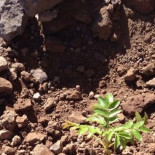 Ni entierro ni incineración: el 'compost humano' como ceremonia funeraria