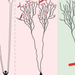 El cerebro aprende de forma completamente diferente a lo que creía desde el siglo XX