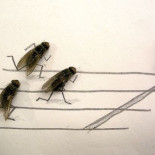 Arte con moscas