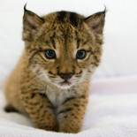 No hay sitio para tanto lince