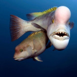 El documental 'Planeta Azul II', la emisión más vista del año en Reino Unido