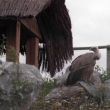 Los buitres españoles permiten un ahorro energético igual al gasto de 9.000 hogares