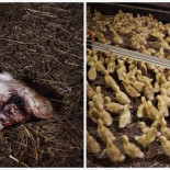 Impactante investigación revela brutal maltrato a patos para Navidad