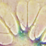 Científicos consiguen revertir el envejecimiento en células humanas (eng)