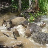 Un jabalí es devorado, gracias a la cruel imaginación de un ser "humano"