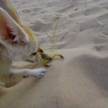 Zorro del desierto vs Escorpión (también del desierto)