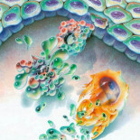 Así se suicida una célula