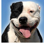 Pit Bull callejero salva a una mujer y a su hijo de un asalto con violencia [ENG]