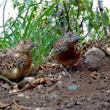 El último refugio del torillo andaluz es una región agrícola de Marruecos en plena modernización