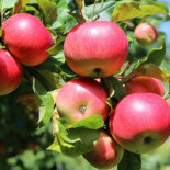 ¿Cómo puedes plantar nueve árboles de manera que formen 10 hileras de tres árboles cada una?