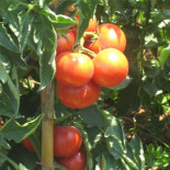 Tomates que producen marihuana
