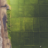 Logran producir hortalizas con agua de mar sin desalar