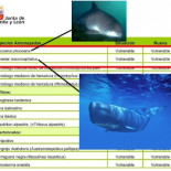 ¿De modo que Rajoy no tiene nada contra las ballenas? Pues va a ser que sí