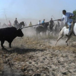 El Toro de la Vega muere alanceado por dos jinetes y el torneo es declarado nulo