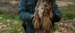 La Guardia Civil recupera en Almansa un ejemplar de Búho Real herido que fue localizado por un ciudadano