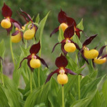 Las flores y plantas más extrañas de la naturaleza