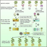 China logra cultivar la primera papa del mundo por semillas
