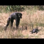Reacción de un chimpancé al descubrir la muerte de su bebé