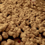 Cómo la avicultura india está creando superbacterias globales