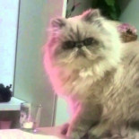 Tu gato te está trolleando y lo sabe