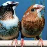 Primera evidencia de que el canto de las aves utiliza estructuras gramaticales (ENG)