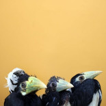 Anthracoceros albirostris