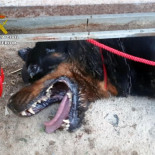 Rescatan 'in extremis' a un perro en estado crítico de un domicilio de Santomera
