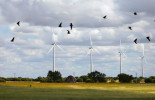 Pintar los aerogeneradores de negro para salvar a los pájaros