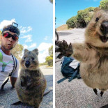 Amor entre un hombre y un quokka