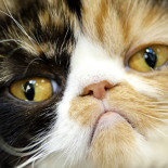 Por qué tu gato piensa que eres un enorme e impredecible mono [ENG]