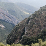La oruga invasora del boj arrasa los bosques y dispara las alarmas