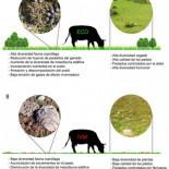 Nuevas pruebas del efecto del antiparasitario Ivermectina en la fauna coprófaga del suelo