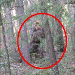 Hombre disfrazado de Bigfoot muere atropellado cuando simulaba un avistamiento de la criatura