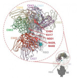 Las variantes del SARS-CoV-2 que reducen la eficacia de las vacunas contra la COVID-19