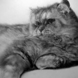 Maravillosos dibujos hechos a lápiz