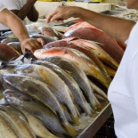 Metilmercurio en el pescado: qué especies tienen más concentración