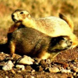 Muere la mayor colonia de perritos de la pradera del mundo