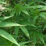 Detenido al denunciar que le pagaron un kilogramo de marihuana con billetes falsos