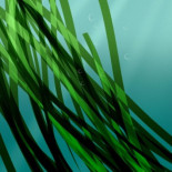 Adiós a la posidonia en el mediterráneo