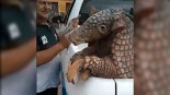 Armadillo gigante entra en una casa escapando de los perros