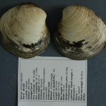 Datado el animal más viejo del planeta, 507 años