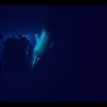 Singular encuentro de un cachalote y un ROV