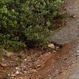 La manada de lobos más famosa de Alaska ha sido exterminada